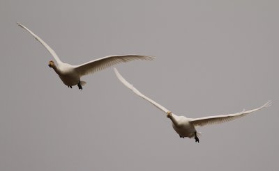 Sngsvan [Whooper Swan] (IMG_0701)