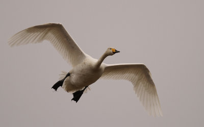 Sngsvan [Whooper Swan] (IMG_0702)