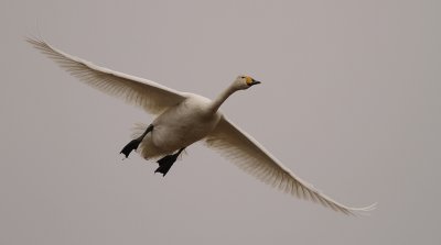 Sngsvan [Whooper Swan] (IMG_0703)
