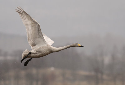 Sngsvan [Whooper Swan] (IMG_0713)