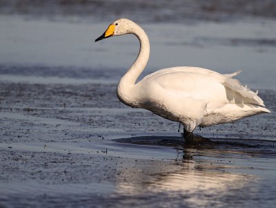 Sngsvan [Whooper Swan] (IMG_0935)