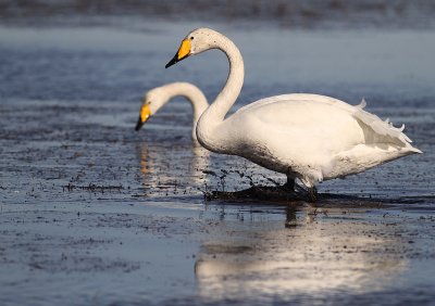 Sngsvan [Whooper Swan] (IMG_0936)