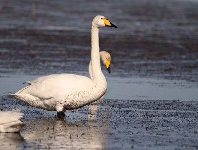 Sngsvan [Whooper Swan] (IMG_0937)