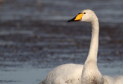 Sngsvan [Whooper Swan] (IMG_0946)