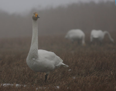 Sngsvan [Whooper Swan] (IMG_3864)