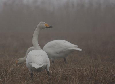 Sngsvan [Whooper Swan] (IMG_3868)