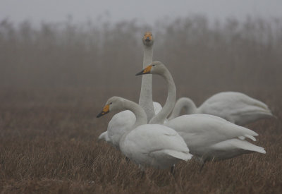 Sngsvan [Whooper Swan] (IMG_3879)