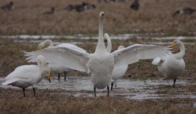 Sngsvan [Whooper Swan] (IMG_3936)