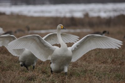 Sngsvan [Whooper Swan] (IMG_3959)