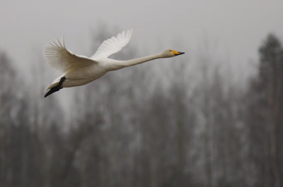 Sngsvan [Whooper Swan] (IMG_3988)