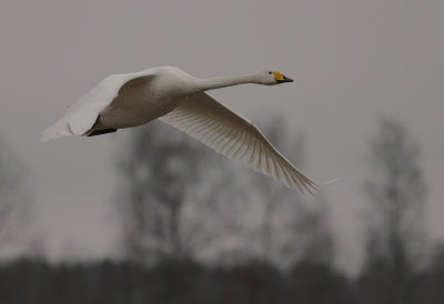 Sngsvan [Whooper Swan] (IMG_3991)