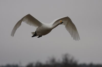 Sngsvan [Whooper Swan] (IMG_4007)