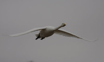 Sngsvan [Whooper Swan] (IMG_4008)