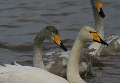 Sngsvan [Whooper Swan] (IMG_6360)