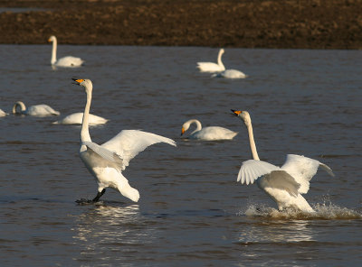 Sngsvan [Whooper Swan] (IMG_6383)