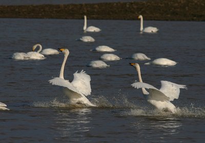 Sngsvan [Whooper Swan] (IMG_6384)