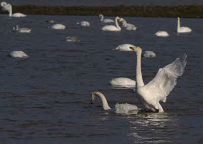 Sngsvan [Whooper Swan] (IMG_6387)