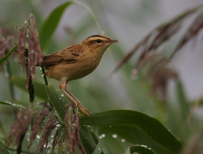 Svsngare [Sedge Warbler] (IMG_7818)