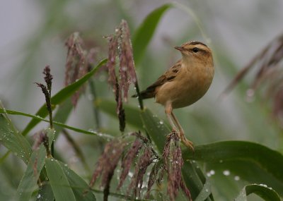 Svsngare [Sedge Warbler] (IMG_7827)