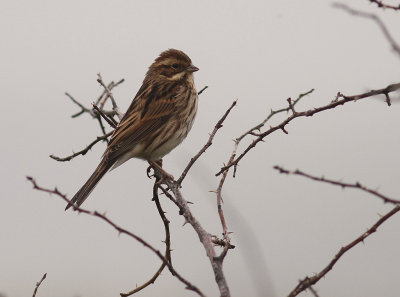 Svsparv [Common Reed Bunting] (IMG_9835)