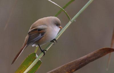 Skggmes [Bearded Reedling] (IMG_7009)