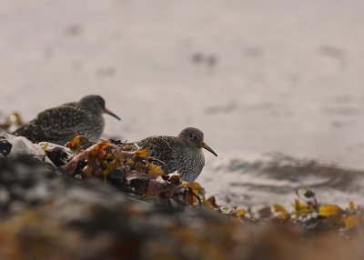 Skrsnppa [Purple Sandpiper] (IMG_1879)