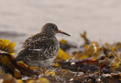 Skrsnppa [Purple Sandpiper] (IMG_1935)