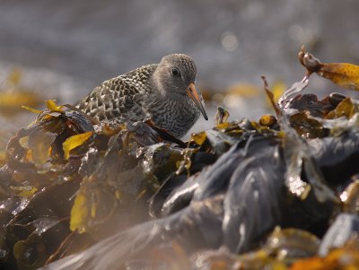 Skrsnppa [Purple Sandpiper] (IMG_1939)