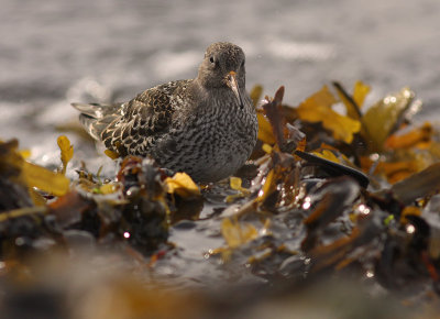 Skrsnppa [Purple Sandpiper] (IMG_1961)