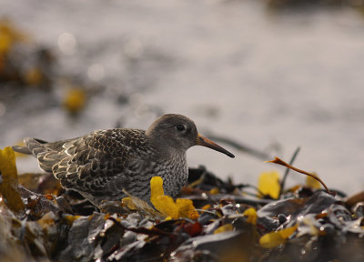 Skrsnppa [Purple Sandpiper] (IMG_1969)