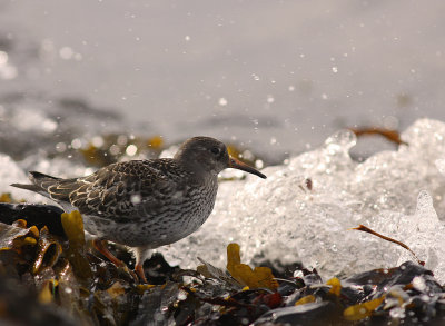 Skrsnppa [Purple Sandpiper] (IMG_1986)