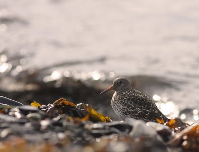 Skrsnppa [Purple Sandpiper] (IMG_2010)