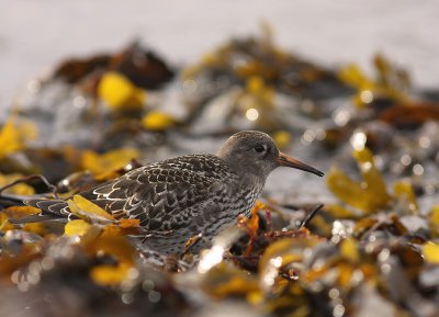 Skrsnppa [Purple Sandpiper] (IMG_2039)