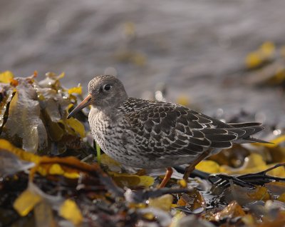 Skrsnppa [Purple Sandpiper] (IMG_2047)