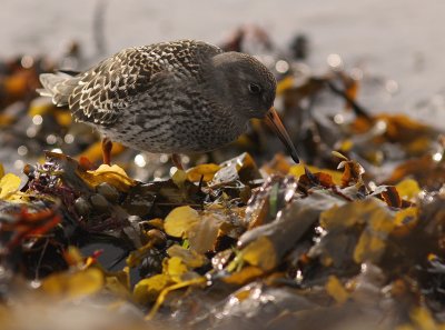 Skrsnppa [Purple Sandpiper] (IMG_2058)