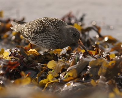 Skrsnppa [Purple Sandpiper] (IMG_2059)