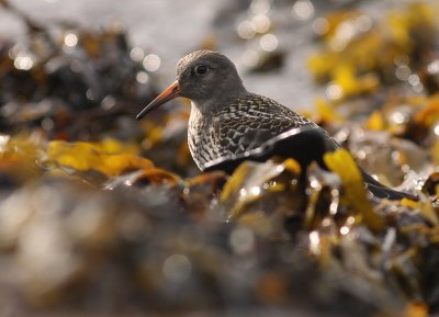 Skrsnppa [Purple Sandpiper] (IMG_2062)