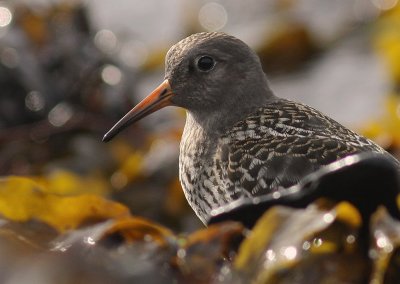 Skrsnppa [Purple Sandpiper] (IMG_2063)