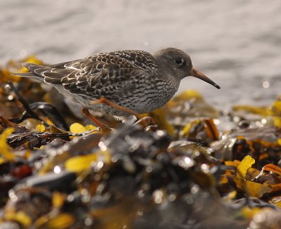 Skrsnppa [Purple Sandpiper] (IMG_2070)