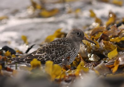 Skrsnppa [Purple Sandpiper] (IMG_2080)