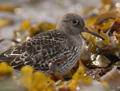 Skrsnppa [Purple Sandpiper] (IMG_2081)