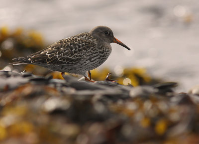 Skrsnppa [Purple Sandpiper] (IMG_2095)