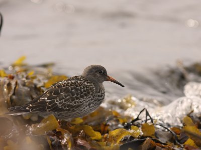 Skrsnppa [Purple Sandpiper] (IMG_2102)