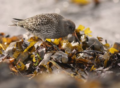 Skrsnppa [Purple Sandpiper] (IMG_2121)