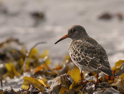 Skrsnppa [Purple Sandpiper] (IMG_2128)