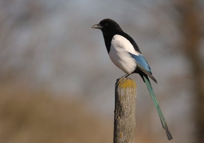 Skata [Common Magpie] (IMG_4430)
