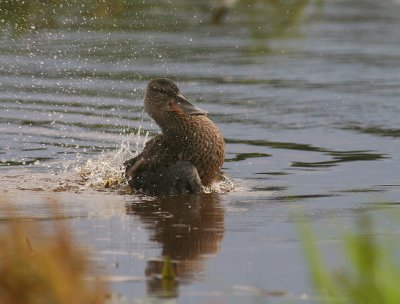 Skedand [Northern Shoveler] (IMG_8749)