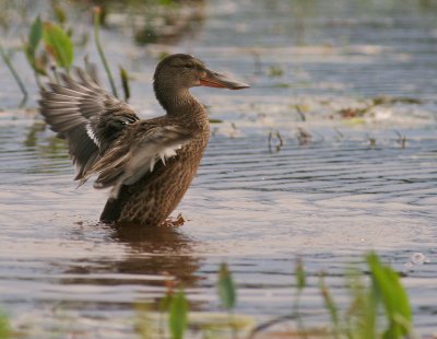 Skedand [Northern Shoveler] (IMG_8769)