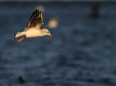 Skrattms [Black-headed Gull] (IMG_2858)