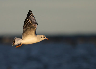 Skrattms [Black-headed Gull] (IMG_2869)